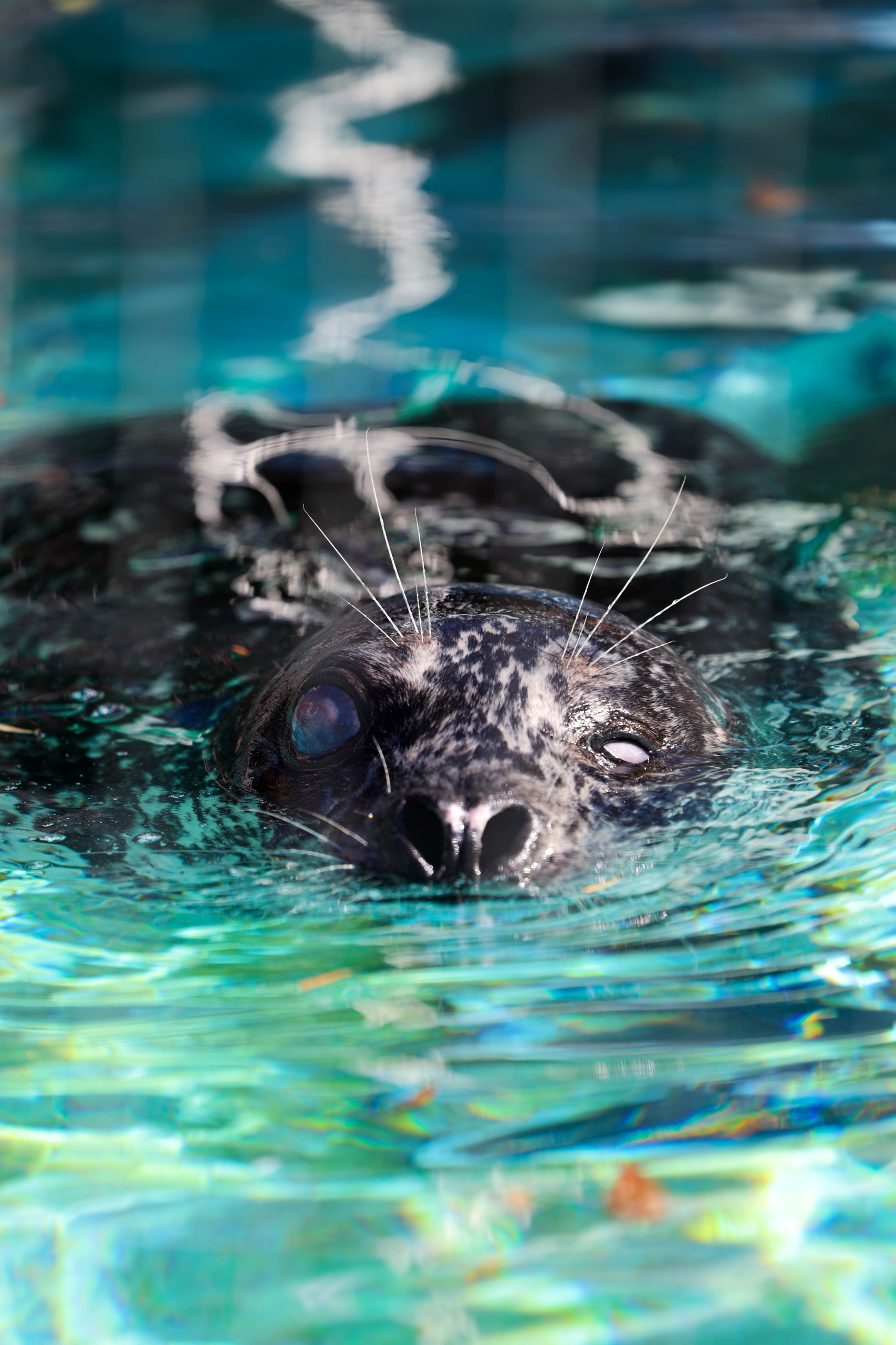 Seal